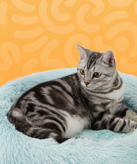 充氣 娃娃 - 專業指南和評測