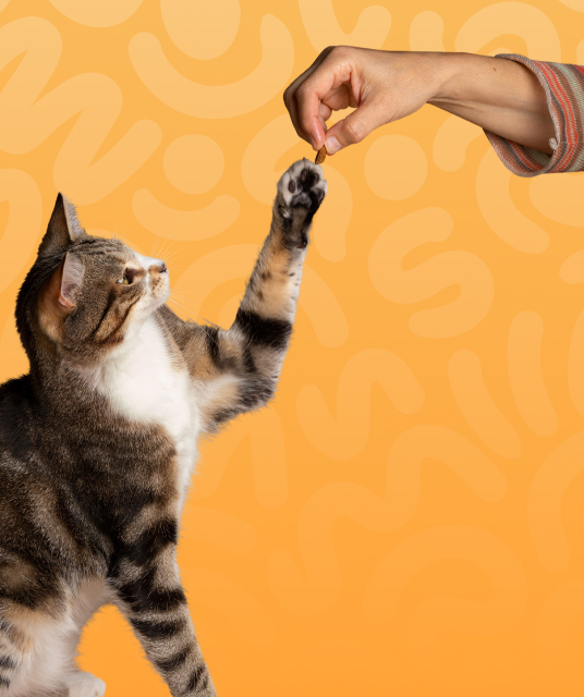 成人 用品 觀 塘 - Hong Kong adult toy first time buyer experience