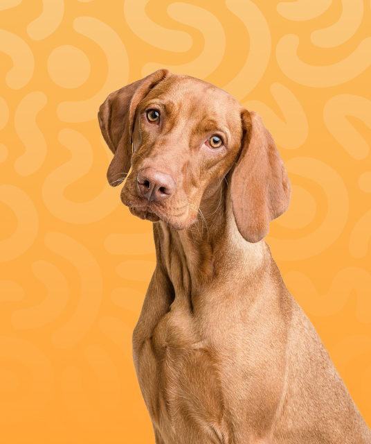 仿真 陰道 - silicone drying rack