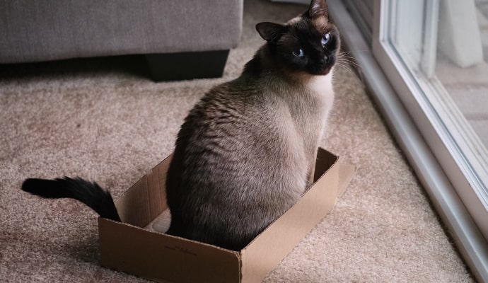 irontech doll - Hong Kong customs package inspection