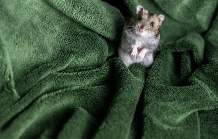 蕾絲 內衣 - 專業指南和評測