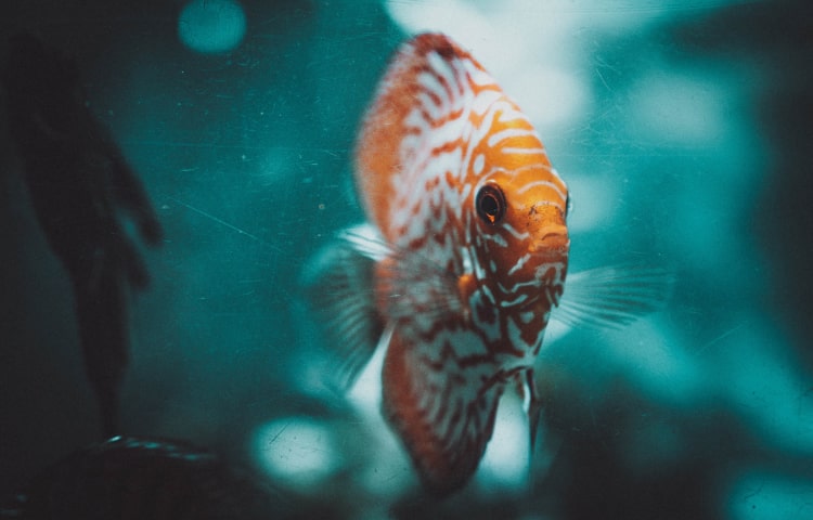 蕾絲 內衣 - lace fabric texture macro