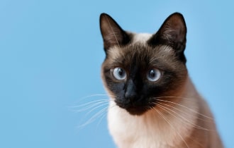 飞机 杯 品牌 - aircraft cup FAQ Hong Kong 2025